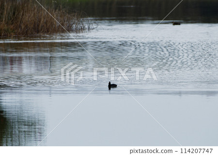 安靜的湖面水鳥咕咕 114207747