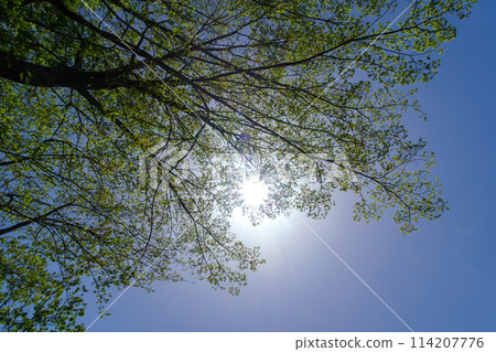 The sun of the forest The sun of the forest 114207776