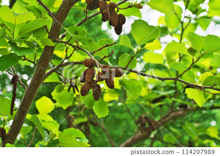 Last year's fruits of the mountain alder (spring, April) 114207989