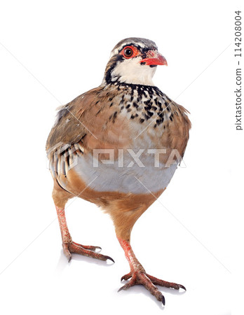 French Partridge, Alectoris rufa 114208004
