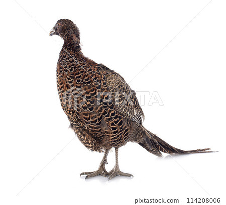 female European Common Pheasant female European Common Pheasant 114208006