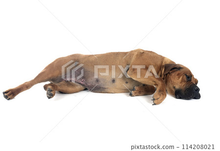 African boerboel in studio 114208021