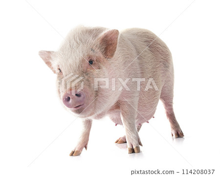 miniature pig in studio 114208037