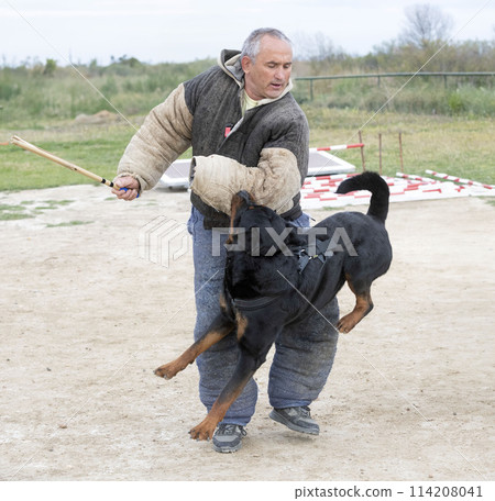 training of rottweiler training of rottweiler 114208041