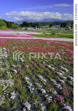 從芝櫻公園到越後三山（縱向）2 114208042