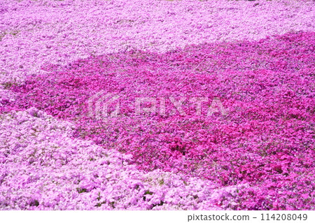 Bright pink Shibazakura 114208049