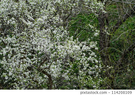 A rose family bean tree with white flowers A rose family bean tree with white flowers 114208109