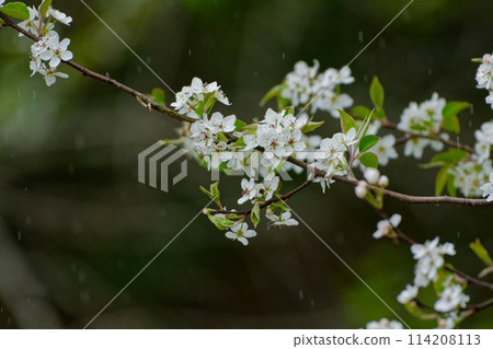 薔薇科梨樹，開白花 114208113