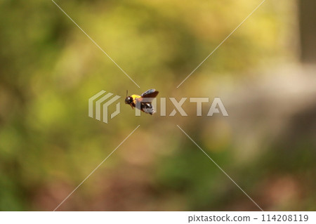 一隻熊 一隻熊 114208119