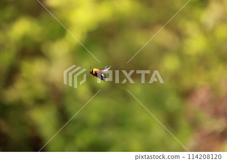 一隻熊 114208120