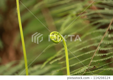 蕨菜芽 蕨菜芽 114208124