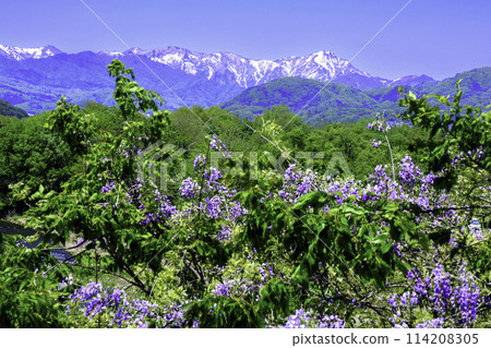 新綠、紫藤、谷川連峰 新綠、紫藤、谷川連峰 114208305