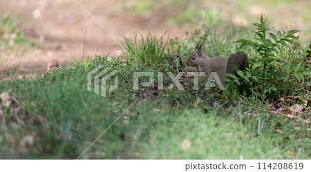 Cute Japanese squirrel 114208619