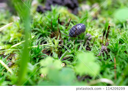 Pillbug walking on moss Pillbug walking on moss 114209209