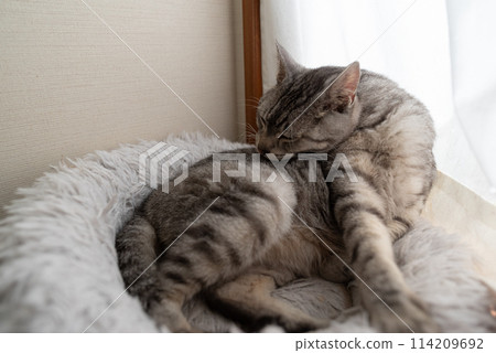 Sabatra cat, a cat that grooms hair 114209692