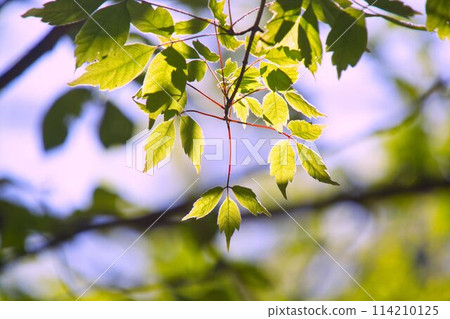 Leaves bathed in the summer sun Leaves bathed in the summer sun 114210125