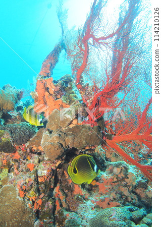 A butterflyfish hiding in a seabana in the Okinawa sea A butterflyfish hiding in a seabana in the Okinawa sea 114210126