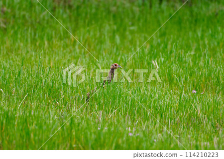 Pheasant (female) breeding in farmland 114210223