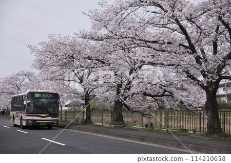 Cherry blossoms in full bloom and JR bus route 41 (Iwakura Muramatsu) horizontal composition 7 Cherry blossoms in full bloom and JR bus route 41 (Iwakura Muramatsu) horizontal composition 7 114210658