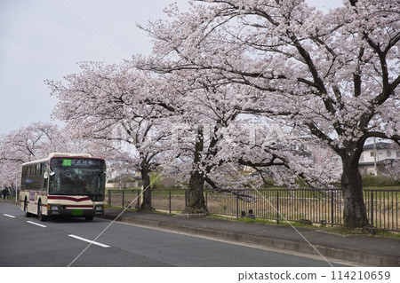 Cherry blossoms in full bloom and JR bus No. 41 (Iwakura Muramatsu) horizontal composition 8 Cherry blossoms in full bloom and JR bus No. 41 (Iwakura Muramatsu) horizontal composition 8 114210659