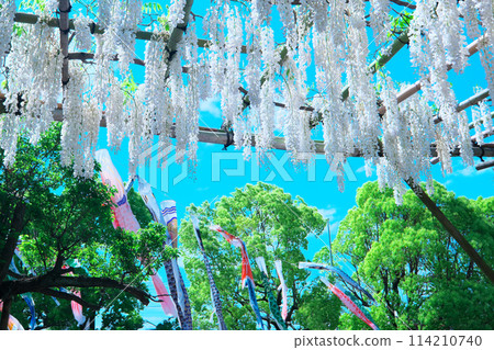 白紫藤花藍天鯉魚旗遊五月風 白紫藤花藍天鯉魚旗遊五月風 114210740