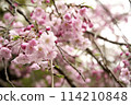 春天在鄰里公園盛開的垂枝櫻花 114210848