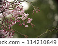 春天在鄰里公園盛開的垂枝櫻花 114210849