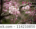 春天在鄰里公園盛開的垂枝櫻花 114210850