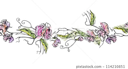 Hand drawn watercolor ink illustration botanical flowers leaves. Sweet everlasting pea, vetch bindweed legume. Seamless banner isolated on white background. Design wedding, love cards, floral shop 114210851