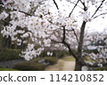 公園裡的櫻花 114210852