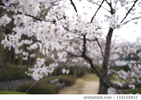公園裡的櫻花 公園裡的櫻花 114210852
