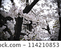 公園裡的櫻花 114210853