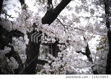 公園裡的櫻花 公園裡的櫻花 114210853