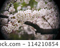公園裡的櫻花 114210854