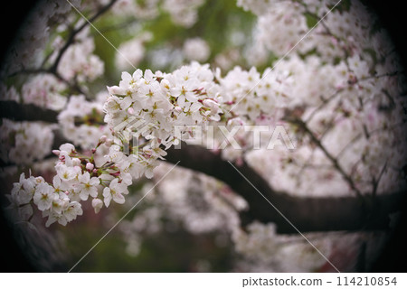 公園裡的櫻花 公園裡的櫻花 114210854