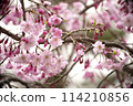 春天在鄰里公園盛開的垂枝櫻花 114210856