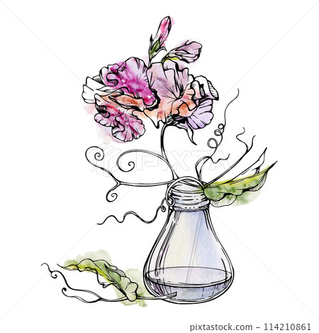 Hand drawn watercolor ink illustration botanical flowers leaves. Sweet everlasting pea, vetch bindweed legume. Glass vase bouquet isolated on white background. Design wedding, love cards, floral shop 114210861