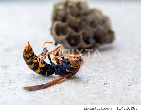 Removal of paper wasps 114210865