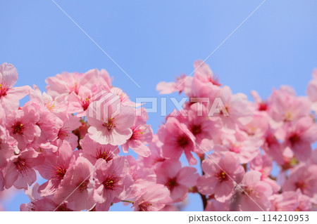 Close-up of the Yohko Sakura in full bloom against the blue sky [Blue sky background] 114210953