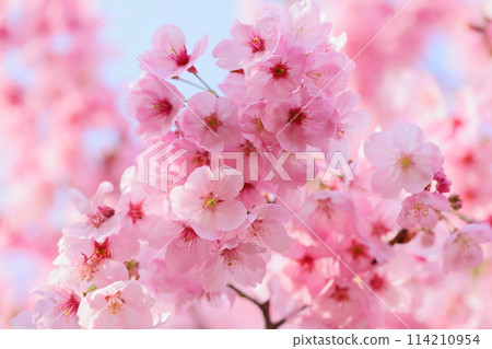 Close-up of sunshine cherry blossoms in full bloom 114210954