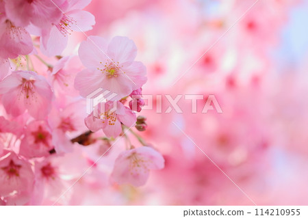 Close-up of sunshine cherry blossoms in full bloom Close-up of sunshine cherry blossoms in full bloom 114210955