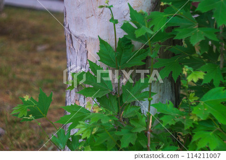 Young shoots of a sycamore tree grown next to a large trunk. The concept of leaving a legacy to future generations from ancestors, the principle of inheritance, the change of generations and times 114211007