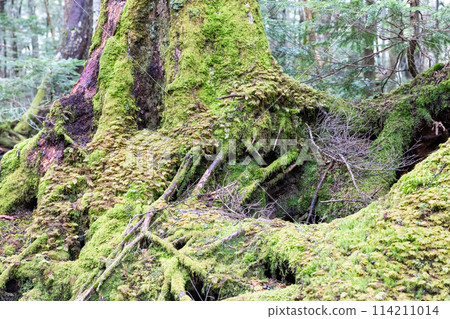 白駒池塘苔蘚與原始森林 114211014