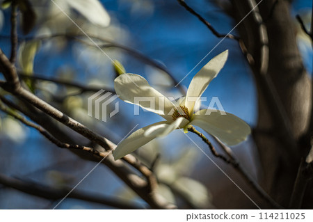 Blooming Anise Magnolia tree 114211025