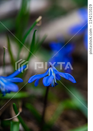 Beautiful Scilla siberica flowers in wild nature 114211029