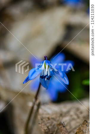 Beautiful Scilla siberica flowers in wild nature 114211030