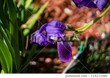 Close up of iris flower Close up of iris flower 114211060