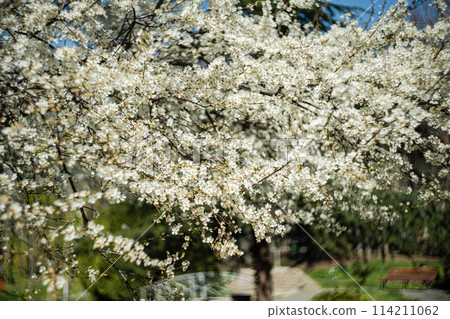 Blooming cherry tree in the park Blooming cherry tree in the park 114211062