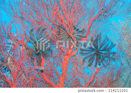 Large sea urchins and sea ferns in the blue sea of Okinawa Large sea urchins and sea ferns in the blue sea of Okinawa 114211201