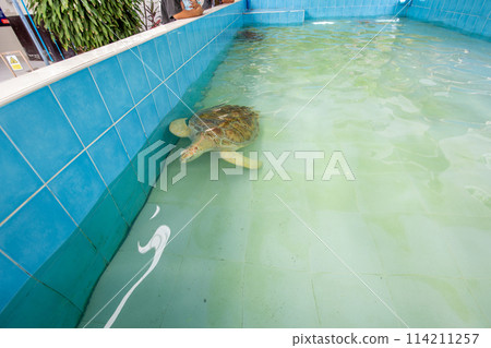 Top view of Big Olive Ridley turtle is swimming in a large pond, focus selective Top view of Big Olive Ridley turtle is swimming in a large pond, focus selective 114211257